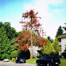 Douglas Fir, died on private land after repeated topping, 2009