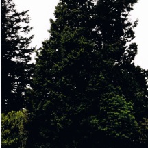 Two endangered trees - Western Red cedar (Thuja plicata) and Douglas fir (Pseudotsuga menziesii)-huddled together in one of our few remaining, tiny parks, 2014