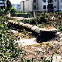 Tree removed to make it easier for developer, architect and builder. It requires more money, imagination and skill to include existing trees, 2013