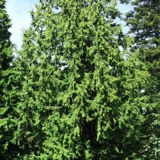 Healthy Western Red cedar, Thuja plicata.